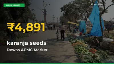 karanja seeds Price Rally Continues – Dewas APMC Hits Fresh High Today