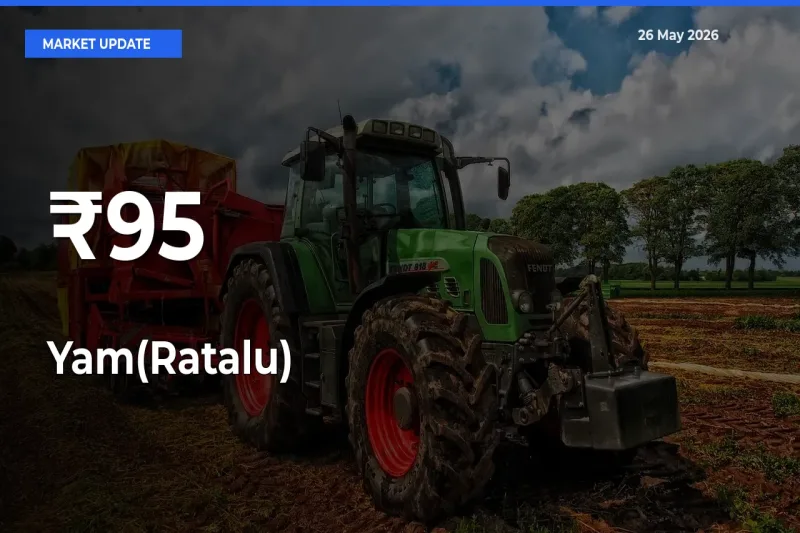 Yam(Ratalu) Rates Show Broad Movement Across 95+ Mandis