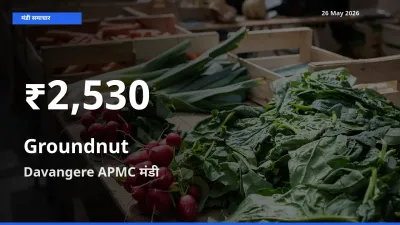 Davangere APMC में मूंगफली के दाम 30 दिन के न्यूनतम स्तर पर, आज का मंडी भाव देखें