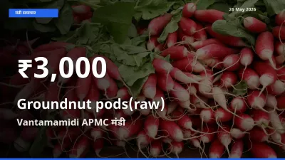 कच्ची मूंगफली (फली सहित) के दाम 30 दिनों के सबसे निचले स्तर पर, Vantamamidi APMC