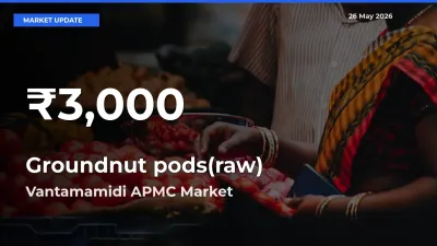 Farmers Concerned as Groundnut pods(raw) Hits 30-Day Low in Vantamamidi APMC