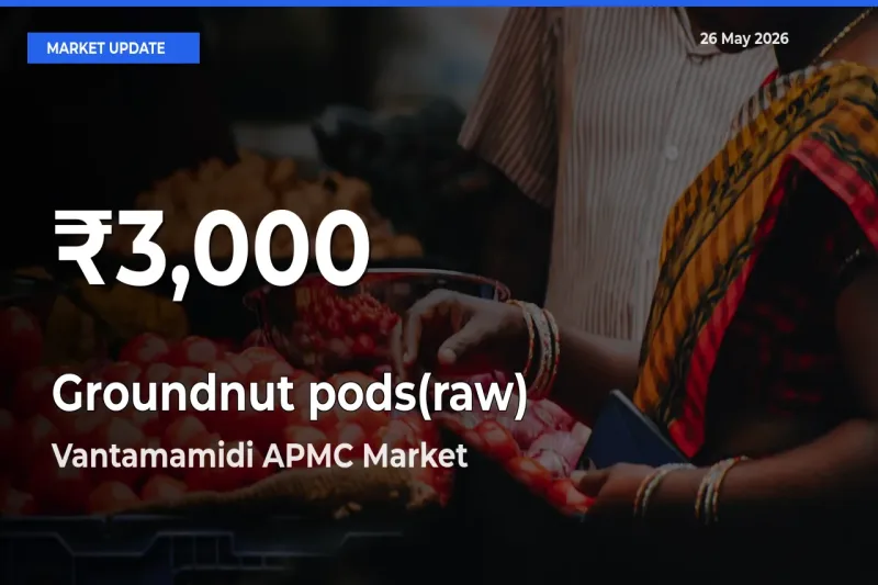 Farmers Concerned as Groundnut pods(raw) Hits 30-Day Low in Vantamamidi APMC