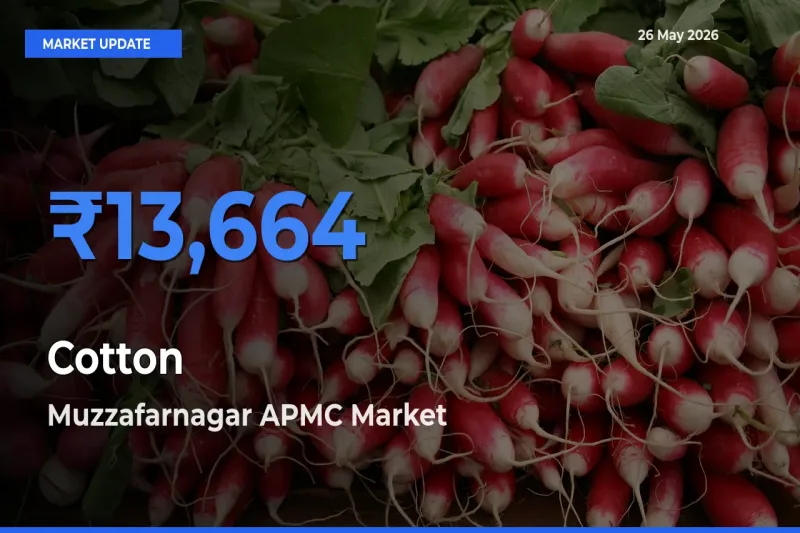 Muzzafarnagar APMC Tops Cotton Mandi Rates Today