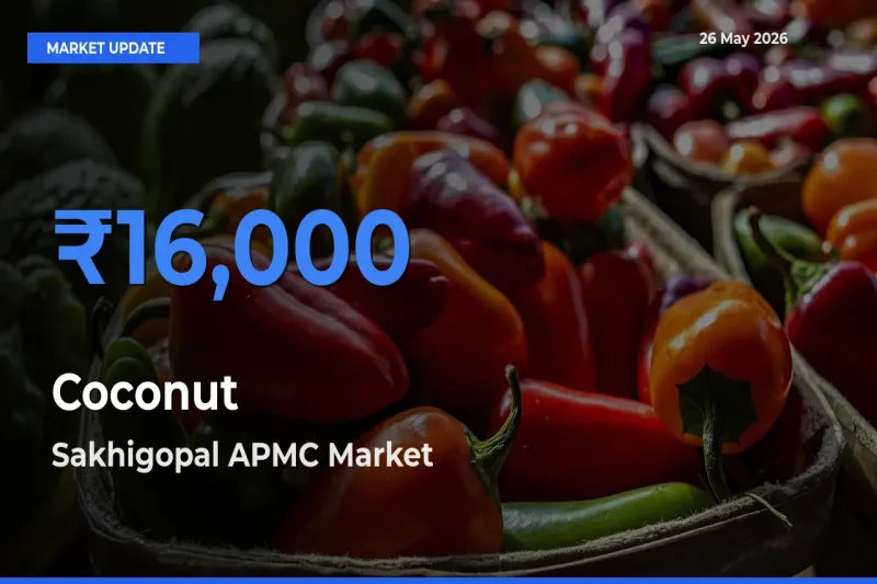 Sakhigopal APMC Offers ₹16,000 – Highest Coconut Rate Today