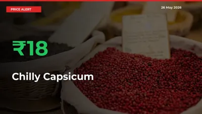 Farmers Cheer as Chilly Capsicum Prices Surge 17.92% in Local Mandis
