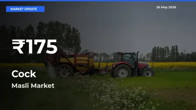 Sharp Fall! Cock Prices Drop to 30-Day Low in Masli