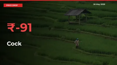This Mandi Records 91.07% Fall in Cock Prices