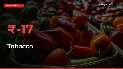 Tobacco Prices Drop 17.28% – May 26 Market Update from Mandis
