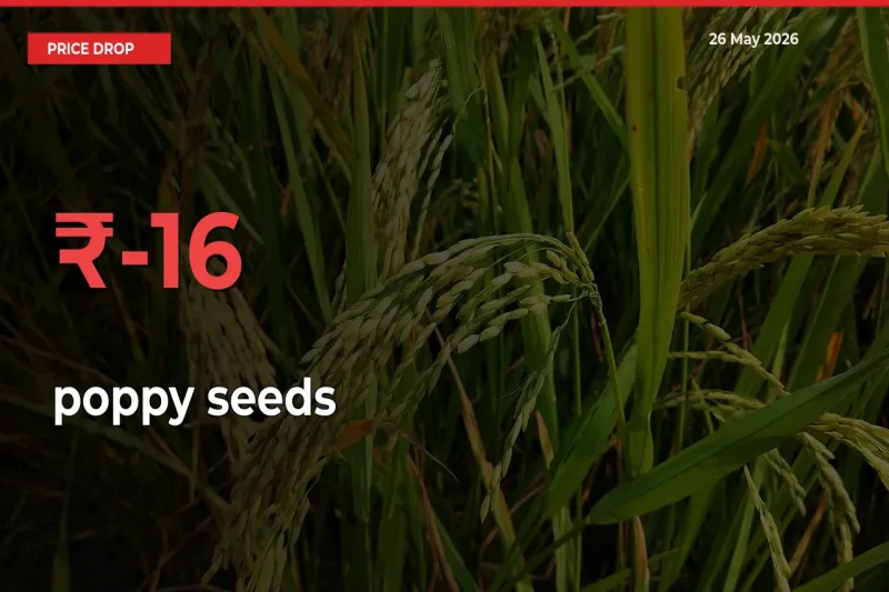 This Mandi Records 15.56% Fall in poppy seeds Prices