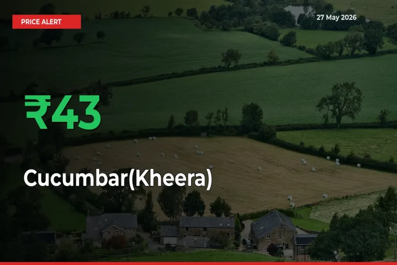 Cucumbar(Kheera) Rises 42.98% at Mandis