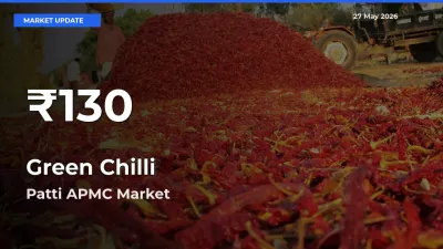 Big Drop! Green Chilli Slides to 30-Day Low at Patti APMC