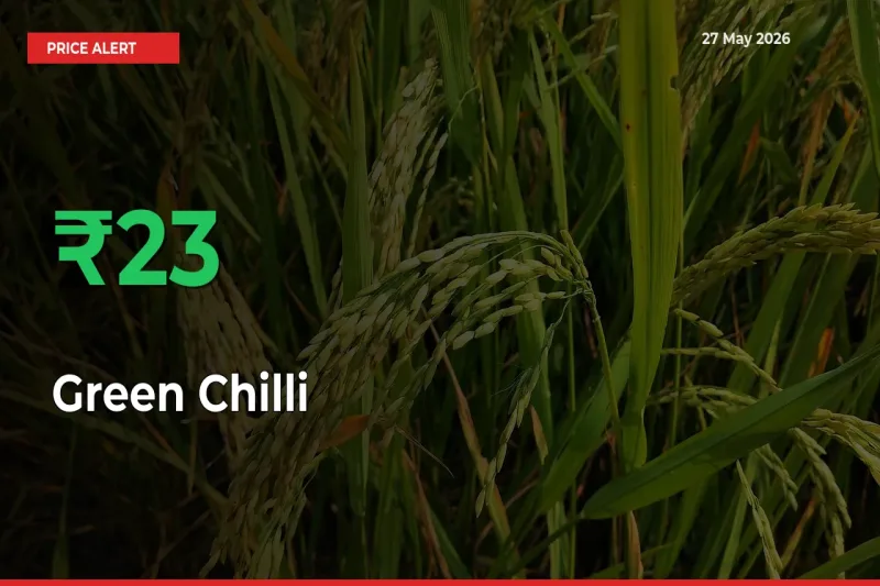 Sudden 22.71% Rally in Green Chilli Prices Across Mandis