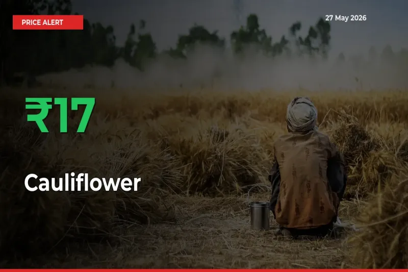 Farmers Cheer as Cauliflower Prices Surge 17.06% in Local Mandis