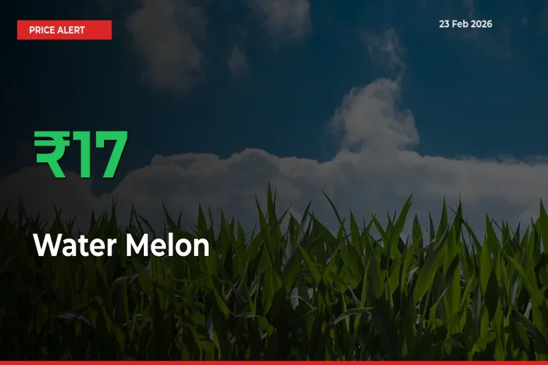 Water Melon Mandi Rate Today: Prices Jump 17.37% at Market