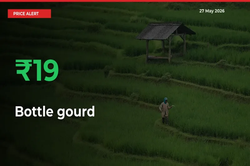 Big Rally! Bottle gourd Climbs 19.32% in 24 Hours at Top Mandis