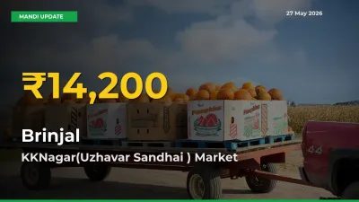KKNagar(Uzhavar Sandhai ) Leads as Brinjal Hits Highest Rate – May 27 Update