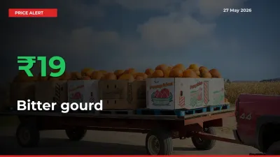 18.62% Spike in Bitter gourd Prices – Mandi Sees Sudden Rally