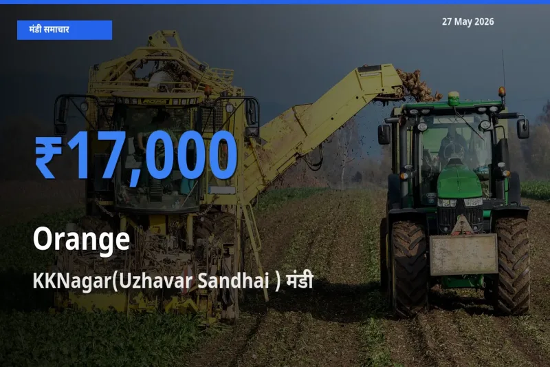 KKNagar(Uzhavar Sandhai ) मंडी में आज संतरा के सबसे ऊँचे दाम दर्ज