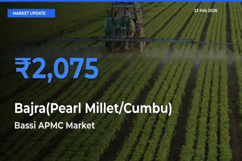 Market Watch: Bassi APMC Becomes Top Mandi for Bajra(Pearl Millet/Cumbu)