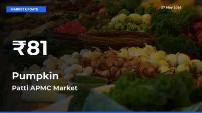 Big Drop! Pumpkin Slides to 30-Day Low at Patti APMC