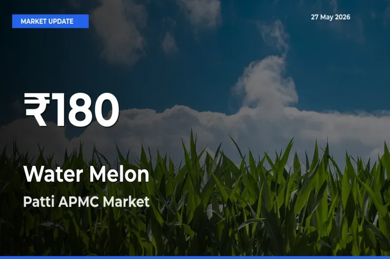 Big Drop! Water Melon Slides to 30-Day Low at Patti APMC