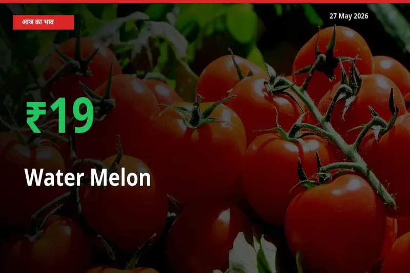 तेज़ तेजी! मंडी में तरबूज के दाम 19.09% चढ़े