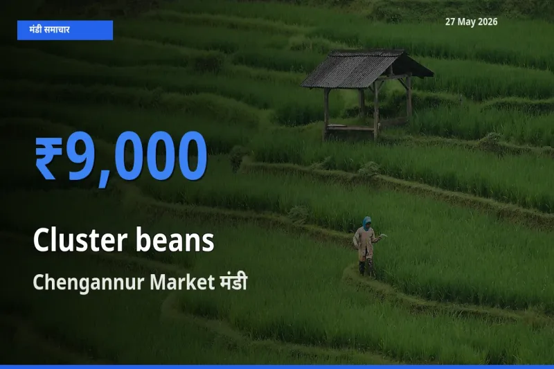 किसानों की पसंद बना Chengannur Market, ग्वार फली के सबसे अच्छे दाम