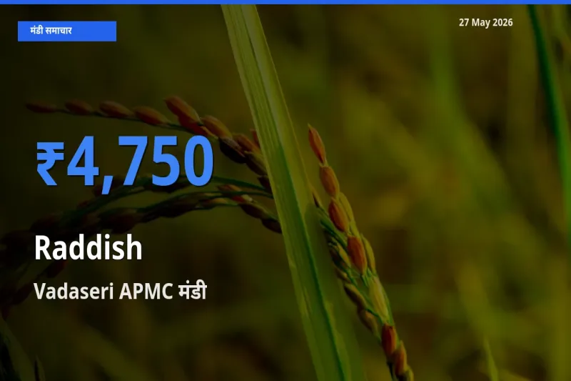 Vadaseri APMC में मूली का आज सबसे ऊँचा भाव