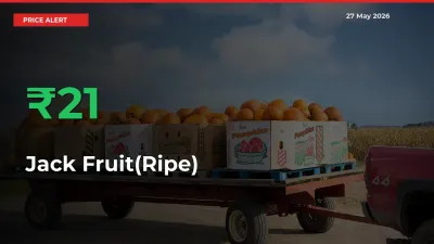 Jack Fruit(Ripe) Rises 20.75% at Mandis