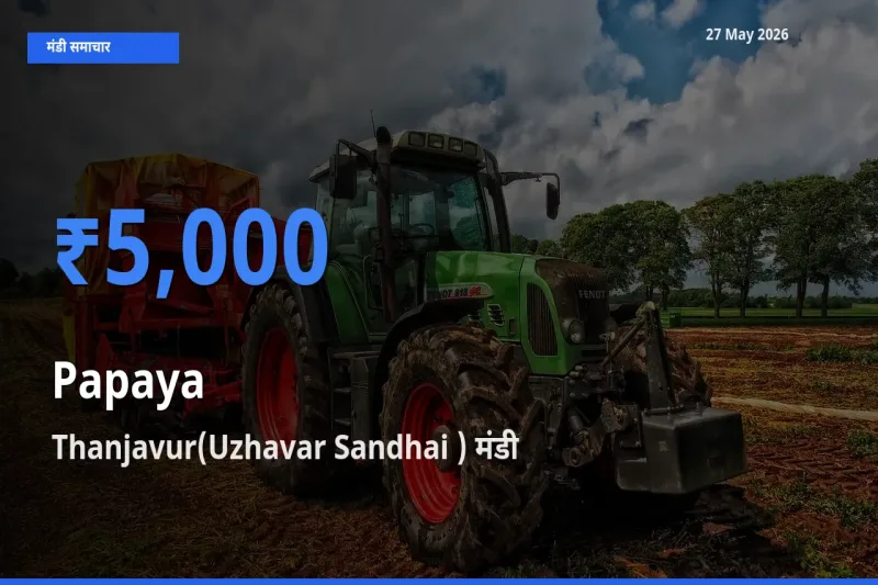 Thanjavur(Uzhavar Sandhai ) में पपीता का आज सबसे ऊँचा भाव