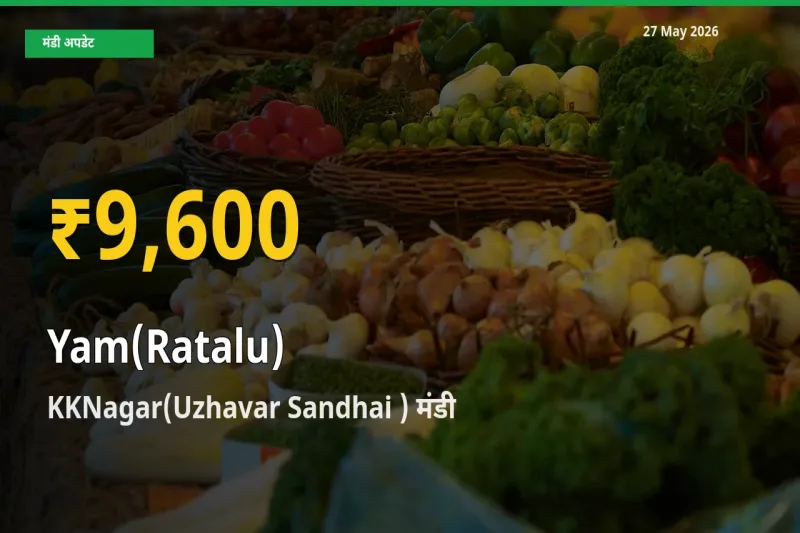रतालू (रतलू) के दामों में रिकॉर्ड तेज़ी, KKNagar(Uzhavar Sandhai )