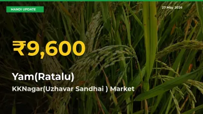 Yam(Ratalu) Price Rally Continues – KKNagar(Uzhavar Sandhai ) Hits Fresh High Today