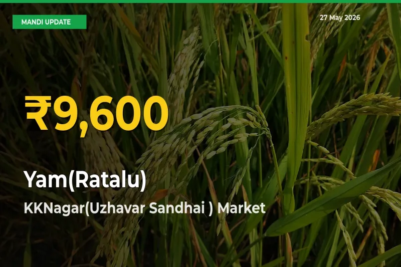 Yam(Ratalu) Price Rally Continues – KKNagar(Uzhavar Sandhai ) Hits Fresh High Today