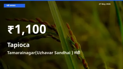 साबूदाना के दाम 30 दिनों के सबसे निचले स्तर पर, Tamarainagar(Uzhavar Sandhai )