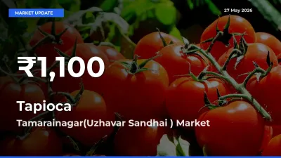 Tapioca Falls to ₹1,100 in Tamarainagar(Uzhavar Sandhai ) – 30-Day Lowest Rate