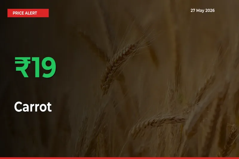 Carrot Mandi Rate Today: Prices Jump 18.53% at Market