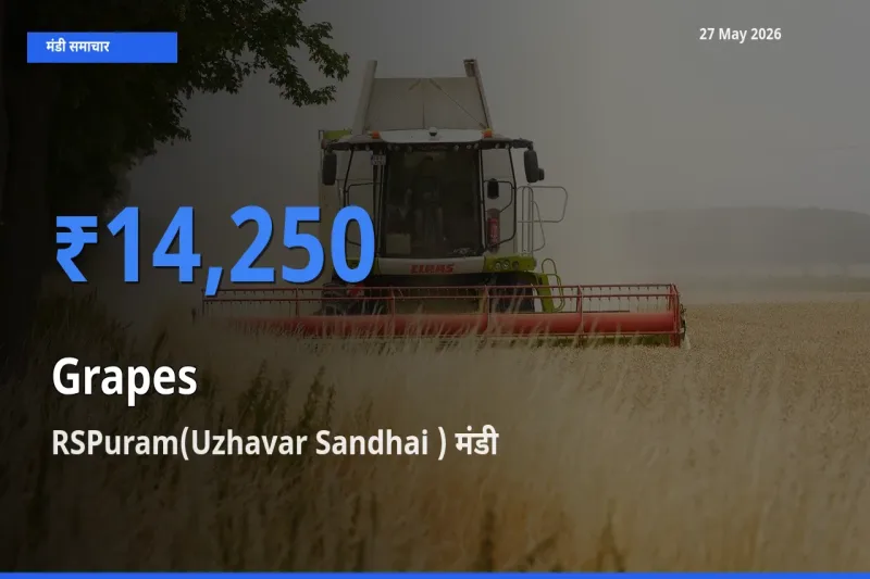 किसानों की पसंद बना RSPuram(Uzhavar Sandhai ), अंगूर के सबसे अच्छे दाम