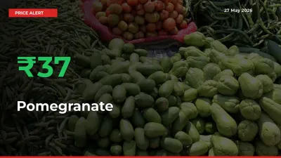 Sharp Jump! Pomegranate Prices Climb 36.68% in 24 Hours at Key Mandis