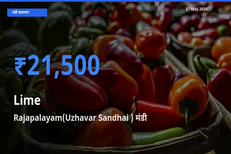 आज नींबू के सबसे ऊँचे दाम ₹21,500 Rajapalayam(Uzhavar Sandhai ) मंडी में