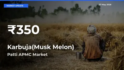 Sharp Fall! Karbuja(Musk Melon) Prices Drop to 30-Day Low in Patti APMC