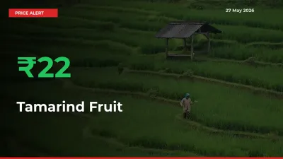 Why Tamarind Fruit Prices Rose 22.25% in a Day at Mandis
