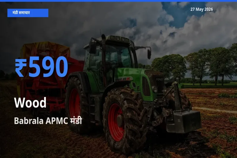 Babrala APMC में लकड़ी का आज सबसे ऊँचा भाव