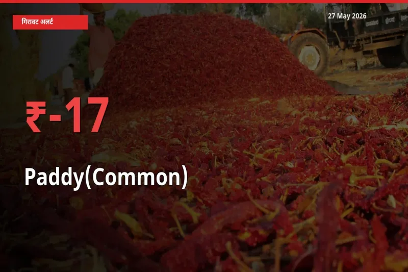 किसानों की चिंता बढ़ी! स्थानीय मंडी में धान (सामान्य) 16.55% गिरा