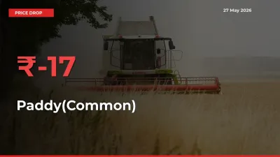 Paddy(Common) Falls 16.55% at Mandis