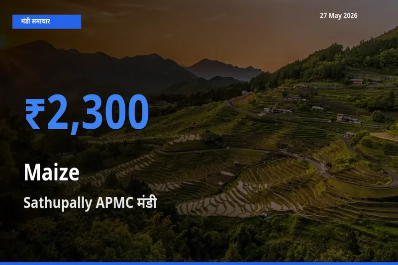 टॉप मंडी बना Sathupally APMC! मक्का के सबसे ऊँचे दाम यहीं दर्ज