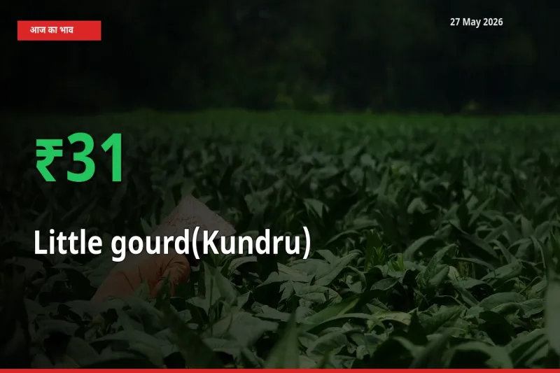कुंदरू (टिंडा तोरई) 31.05% उछला, मंडी