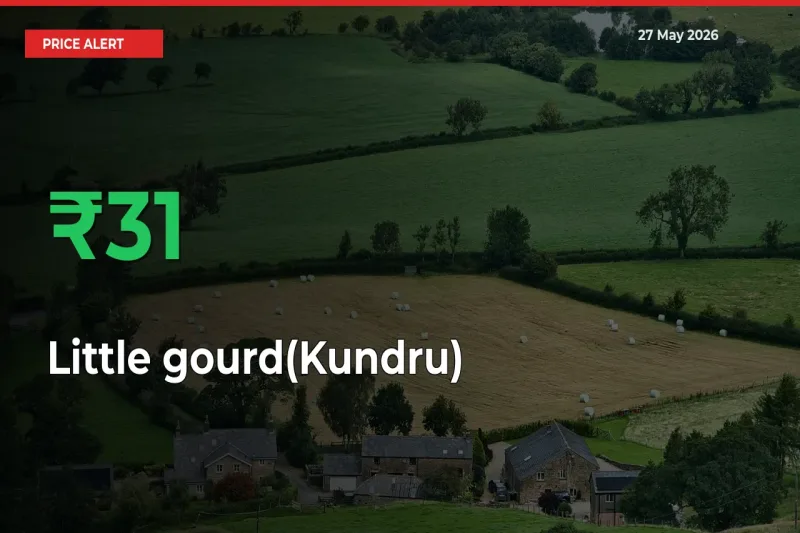 This Mandi Records 31.05% Jump in Little gourd(Kundru) Prices