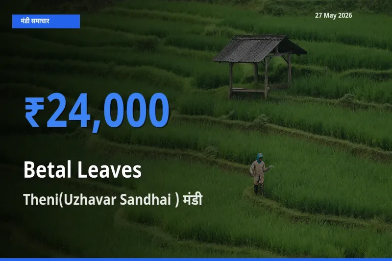 Theni(Uzhavar Sandhai ) में पान के पत्ते का आज सबसे ऊँचा भाव
