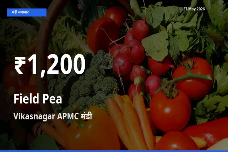 27 May अपडेट: मटर (साबुत) के दाम 30 दिन के न्यूनतम स्तर पर, Vikasnagar APMC