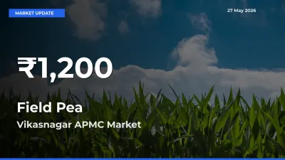 Field Pea Mandi Rate Today: 30-Day Low Recorded in Vikasnagar APMC